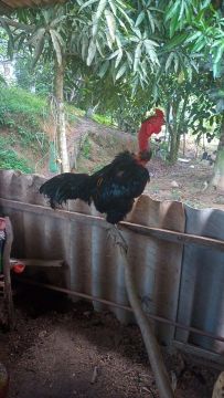 Galos e galinha