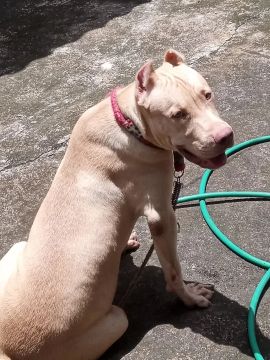 Pitbull monstro Cherry pfilhote disponível com pedigree valor 4 mil interessados chama no 