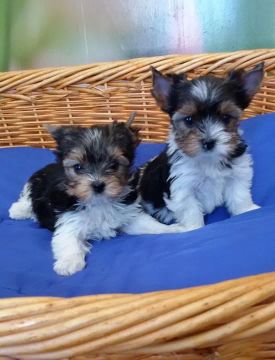 Biewer Terrier Pequeno Fêmea com Personalidade Forte