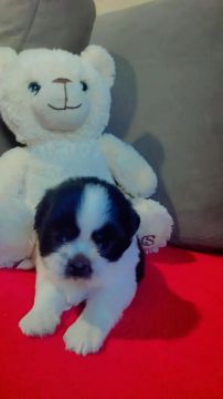 Filhote de Shih Tzu