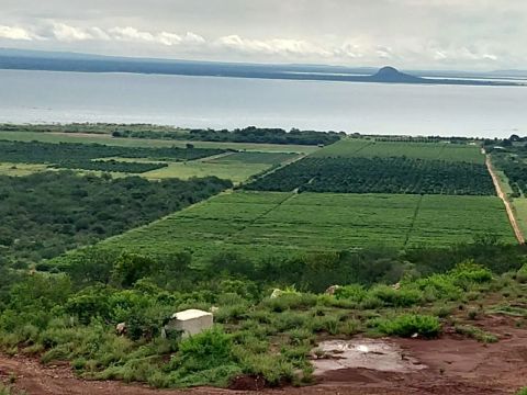 FAZENDA COM PLANTIO DE GOIABA E MANGA!!! EM PAU APIQUE-BA