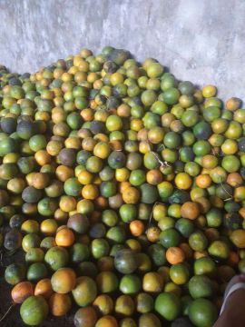 Laranjas 