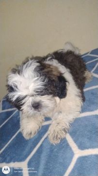 Shih Tzu Fofo Macho
