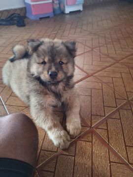 Filhote Chow-Chow muito peludo e bem pesado