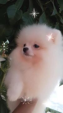 Lulu da pomerania branco 
