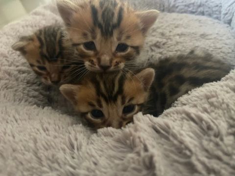 Bengal 