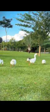 Sobrado para venda tem 290 metros quadrados com 5 quartos em Pedra do Lord - Juazeiro - BA
