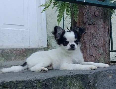 Lindo filhote de chihuahua ?