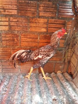 Galo pedrez mura