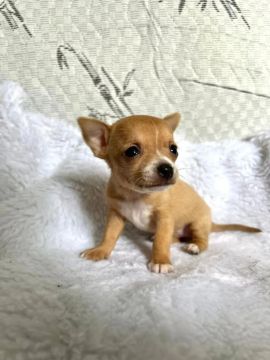 Chihuahua Fêmea 