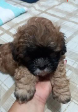 Filhote de Shih Tzu com poodle- Fofo e Carinhoso