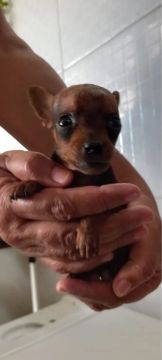 Pinscher zero 