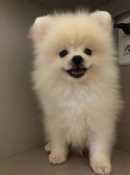 Lulu da pomeronha macho