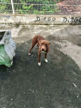 Filhote de Pitbull chama no zap * 