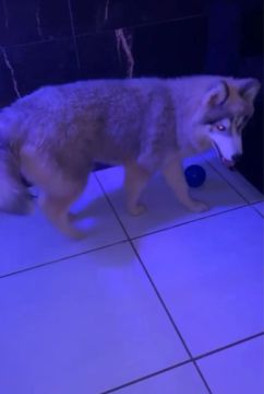 Husky siberiano a procura de um namorado 