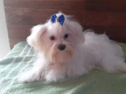 Filhote Mini de Maltês machinho :)