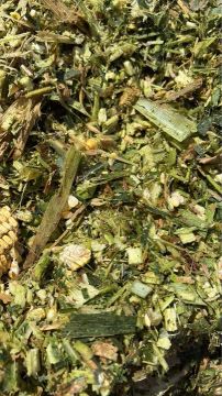 SILAGEM DE MILHO VERDE 25/30KG