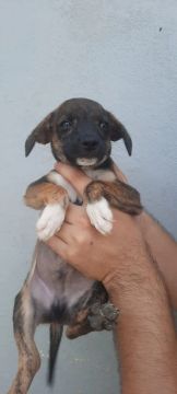 Filhote de cachorro disponível para adoção