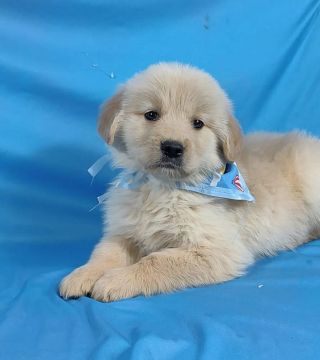 GOLDEN RETRIEVER MACHO LINDO