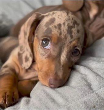  Dachshund salsichinha  Arlequim chocolate  machinho 