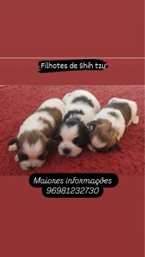 Filhotes Shih Tzu Lindos