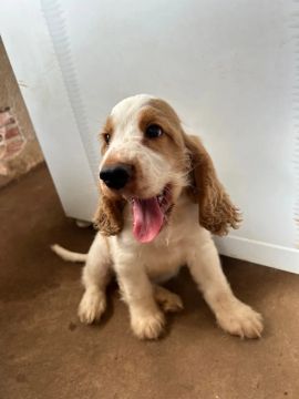 Cocker Spaniel Inglês 