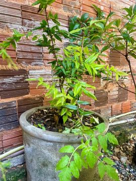 Muda de planta cabeludinha muito rara
