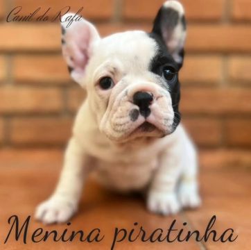 BULLDOG FRANCÊS 
