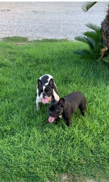 casal de Bulldogue francês disponível para venda 