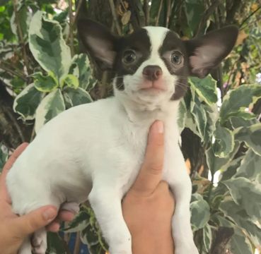 Chihuahuas branco e chocolate, de olhos claros com 2 vacinas e 3 meses e meio