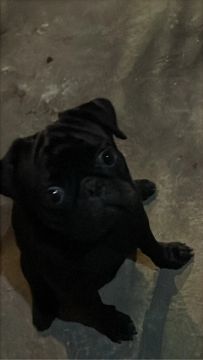 procurando fêmea para cruzar