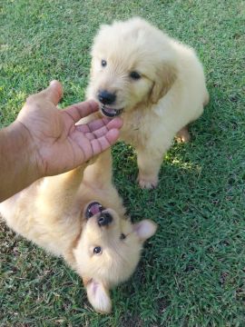 Goldens Retriver Machinho