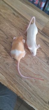 Rato camundongo 