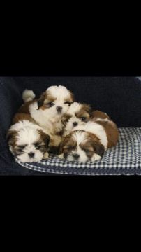 Lindíssimos filhotes de shihtzu  mini 