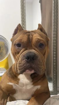 Vendo American bully 1 ano e 1 mês 