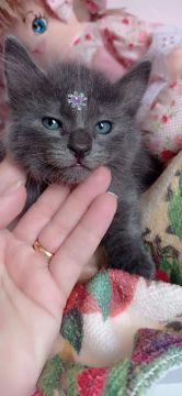 Russian Blue 