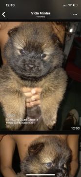 Chow chow promoção:1,000 reais.