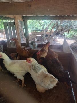 Galinhas caipira 