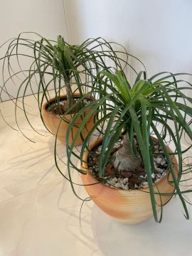 2 Plantas de Palmeira no Vaso