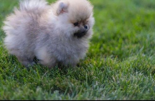 Filhote de Pomeranian  Hero dog's SP 