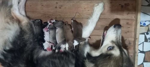 Husky Siberiano 