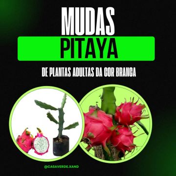 Mudas de Pitaya Branca - Plantas Adultas