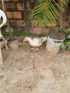Patas paysandu