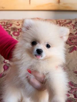 Lulu da Pomeranea 