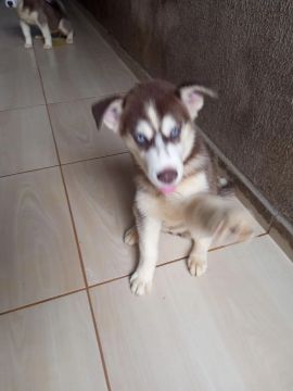 Filhote Husky Siberiano