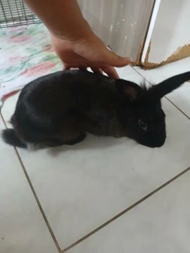 Coelhinho preto fofinho para adoção