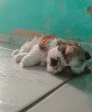 Filhote shithzu macho