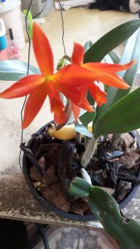 Orquídea Cattleya