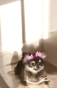 spitz 