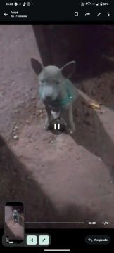 Filhote de cachorro disponível para venda 